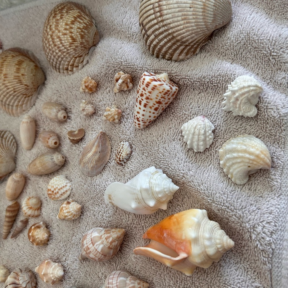 Perfect Seashell Package - All Shells Pictured - Picture 6 of 9